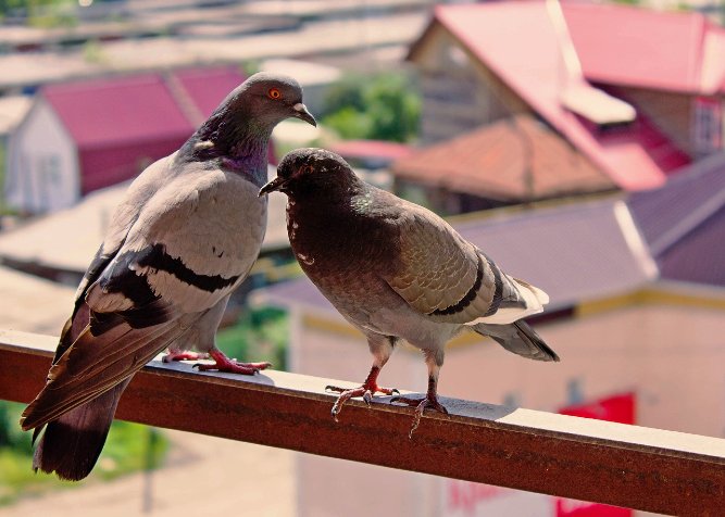 Come risolvere il problema dei piccioni sul balcone