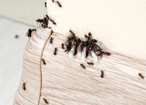 Disinfestazione formiche: come individuale e come debellarle dall’appartamento